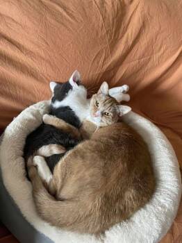 Rescue Domestic Short Hair Cats for Adoption in Fair Haven, Vermont - BONDED BROTHERS--Cortez And Doogan | PetCurious