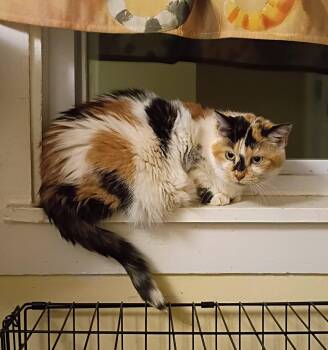 Dora - sassy & loving -  Domestic Short Hair Cat for Adoption in Hendersonville, Tennessee - Dora - Sassy & Loving | PetCurious