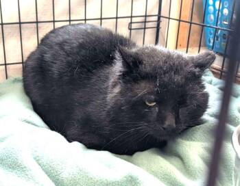 Domestic Short Hair Cats Available for Adoption in Ogden, Utah - Brownie | PetCurious