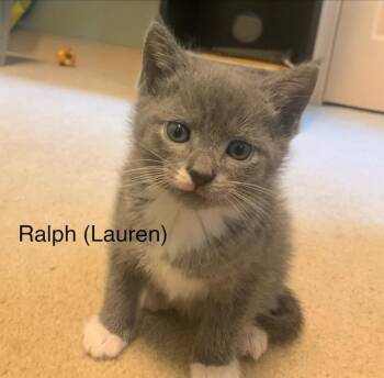 Ralph(Lauren) -  Domestic Short Hair Cat for Adoption in Ruther Glen, Virginia - Ralph(Lauren) | PetCurious