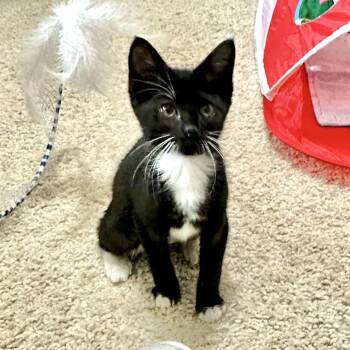Tipper -  Domestic Short Hair Cat for Adoption in Houston, Texas - Tipper | PetCurious