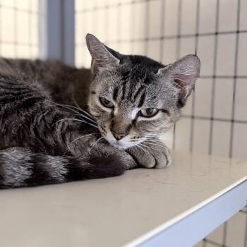 Lois -  Domestic Short Hair Cat for Adoption in Medford, Oregon - Lois | PetCurious