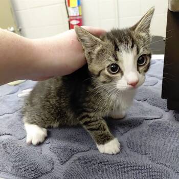 Rescue Domestic Short Hair Cats for Adoption - MARIO | PetCurious