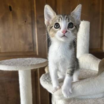 Domestic Short Hair Cats Available for Adoption in Prescott, Arizona - Mercury | PetCurious