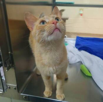 Doofus -  Domestic Short Hair Cat for Adoption in Plover, Wisconsin - Doofus | PetCurious