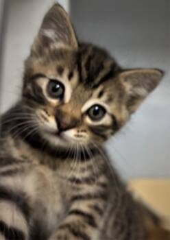 Rescue Domestic Short Hair Cats for Adoption in Cumming, Georgia - Touchdown 1511-25 | PetCurious