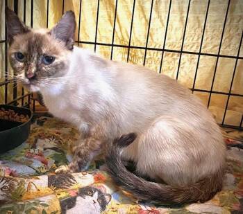Mia -  Siamese and Domestic Short Hair Cat for Adoption in Ridgeside, Tennessee - Mia | PetCurious