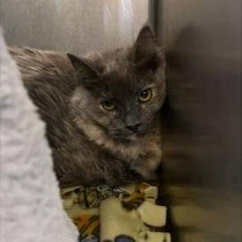 Domestic Long Hair Cats Available for Adoption - Parsley | PetCurious