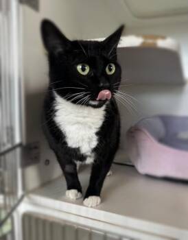 Stormy - Sponsored by River, Ben & Danny -  Domestic Short Hair Cat Available for Adoption in Newberg, Oregon - Stormy - Sponsored By River, Ben & Danny | PetCurious