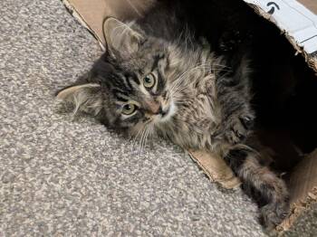 Rescue Domestic Medium Hair Cats for Adoption - Rory | PetCurious