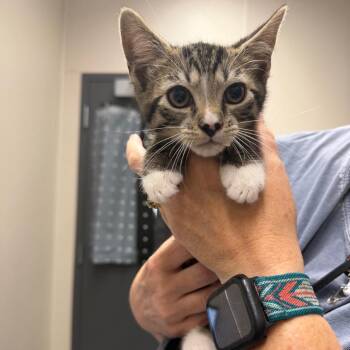 Domestic Short Hair Cats Available for Adoption in Morganton, North Carolina - Diesel | PetCurious