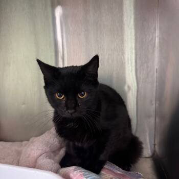 Rescue Domestic Short Hair Cats for Adoption in Ridgely, Maryland - DENIS | PetCurious