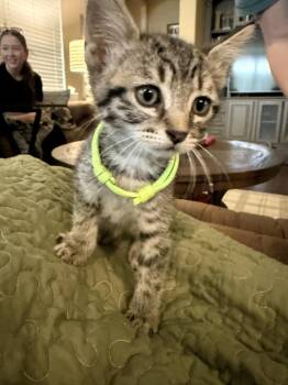 Bellatrix -  Domestic Short Hair Cat for Adoption in The Woodlands, Texas - Bellatrix | PetCurious