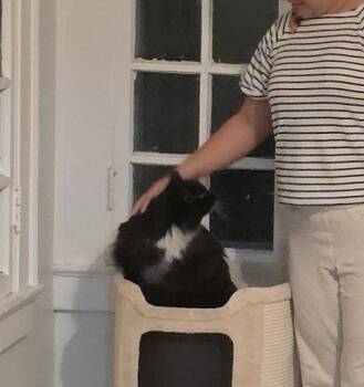 Dominoe -  Domestic Long Hair Cat for Adoption in Macedonia, Ohio - Dominoe | PetCurious