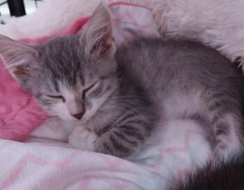 Domestic Short Hair Cats Available for Adoption in South Bend, Indiana - Bojangles * IN FOSTER * | PetCurious