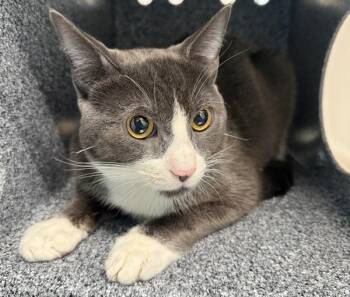 Gucci -  Domestic Short Hair Cat for Adoption - Gucci | PetCurious