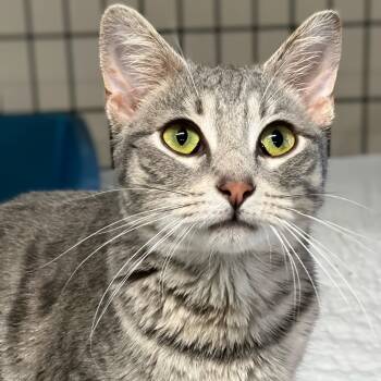 Bansky -  Domestic Short Hair and Tabby Cat for Adoption in Germansville, Pennsylvania - Bansky | PetCurious