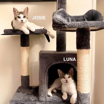 Rescue Domestic Short Hair Cats for Adoption - Josie & Luna | PetCurious