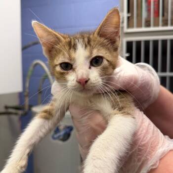 Ron -  Domestic Short Hair Cat for Adoption in Stillwater, Oklahoma - Ron | PetCurious