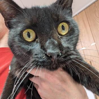 Domestic Short Hair Cats Available for Adoption - Crab | PetCurious