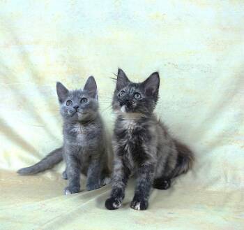 KEHLANI AND KEDARAKE - TWO GREAT GIRLS TOGETHER -  Domestic Short Hair Cat for Adoption in Plano, Texas - KEHLANI AND KEDARAKE - TWO GREAT GIRLS TOGETHER | PetCurious