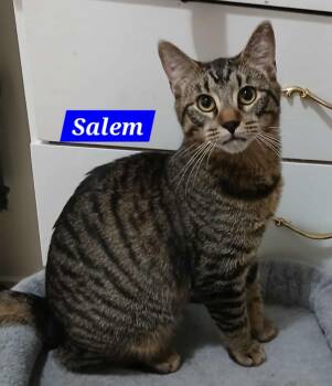 Rescue Domestic Short Hair Cats for Adoption in Abbotsford, British Columbia - Salem | PetCurious