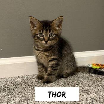 Greek boys : Thor -  Domestic Short Hair Cat for Adoption in Aurora, Indiana - Greek Boys : Thor | PetCurious