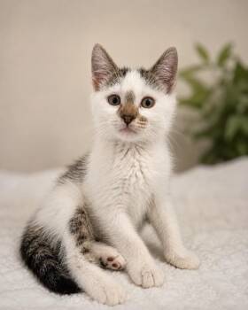 Domestic Short Hair Cats Available for Adoption in Trenton, New Jersey - Crawler | PetCurious