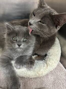 Sterling -  Russian Blue and Domestic Long Hair Cat for Adoption in Kent, Washington - Sterling | PetCurious