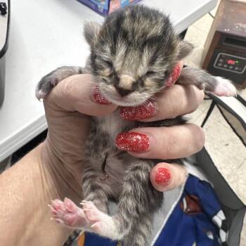 Domestic Short Hair Cats Available for Adoption in Mount Vernon, Illinois - Nyx | PetCurious