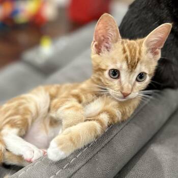 Domestic Short Hair Cats Available for Adoption in Westminster, California - Pex | PetCurious