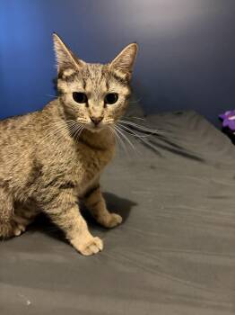 Mama Bell -  Domestic Short Hair Cat for Adoption in Wheaton, Illinois - Mama Bell | PetCurious