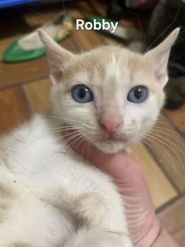 Domestic Short Hair Cats Available for Adoption in Greenbelt, Maryland - Robby | PetCurious