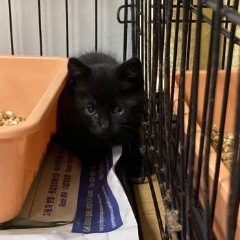 Spot -  Domestic Short Hair Cat for Adoption in Galveston, Texas - Spot | PetCurious