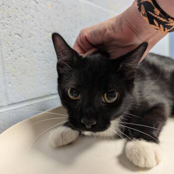 Silhouette -  Domestic Short Hair Cat for Adoption in Dekalb, Illinois - Silhouette | PetCurious