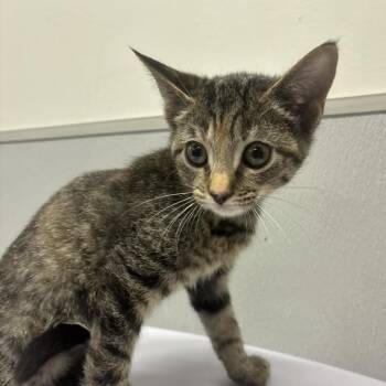 Tara -  Domestic Short Hair Cat for Adoption in Tampa, Florida - Tara | PetCurious