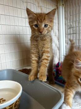 Percy Orange -  Domestic Short Hair Cat for Adoption in Chambersburg, Pennsylvania - Percy Orange | PetCurious