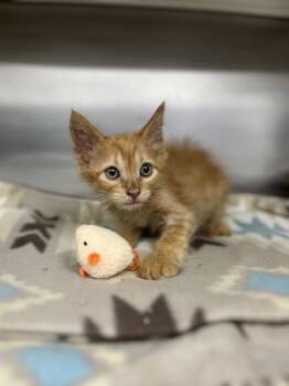 Fleaselton -  Domestic Medium Hair and Domestic Short Hair Cat for Adoption in New Orleans, Louisiana - Fleaselton | PetCurious