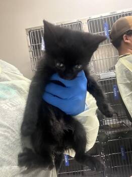 Domestic Short Hair Cats Available for Adoption in Las Vegas, Nevada - LESTAT | PetCurious