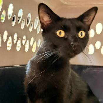 Suki -  Domestic Short Hair Cat for Adoption in Evansville, Indiana - Suki | PetCurious