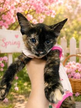 Mars -  Domestic Short Hair Cat for Adoption in Belleville, Michigan - Mars | PetCurious