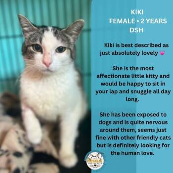 Kiki -  Domestic Short Hair Cat for Adoption in Clive, Alberta - Kiki | PetCurious