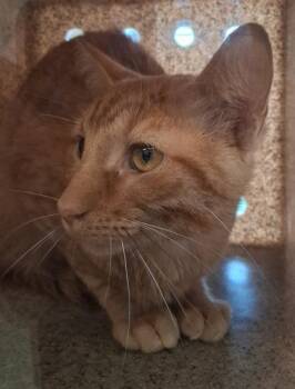 Catillac -  Domestic Short Hair Cat for Adoption in Lafayette, Indiana - Catillac | PetCurious