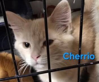 Rescue Domestic Short Hair Cats for Adoption in Buena Vista, Virginia - Cherrio | PetCurious