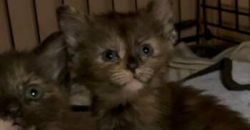 Rory Ro. -  Domestic Short Hair Cat for Adoption in West Peoria, Illinois - Rory Ro. | PetCurious
