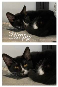 Rescue Domestic Short Hair Cats for Adoption in Pierceton, Indiana - Stimpy | PetCurious
