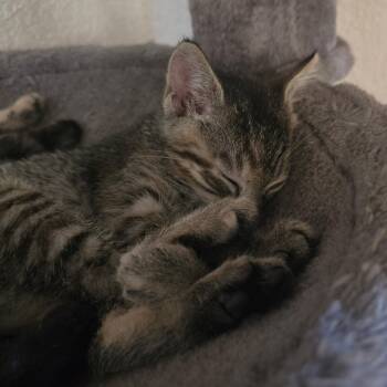 River -  Tabby Cat for Adoption in Hayward, California - River | PetCurious