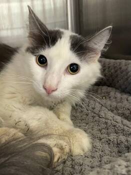 Domestic Long Hair Cats Available for Adoption in Chico, California - Lucky | PetCurious