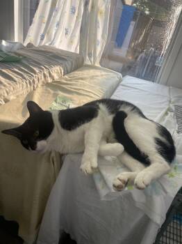 Papa Shandy -  Domestic Short Hair Cat for Adoption in Trenton, New Jersey - Papa Shandy | PetCurious