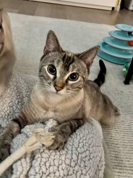 Joy -  Siamese and Tabby Cat for Adoption in Fremont, California - Joy | PetCurious